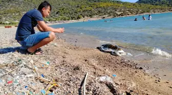 Son dakika haberi... Ölü caretta caretta sahile vurdu