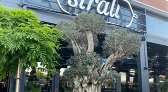 Sıralı Kebap bu yaz İstanbul'da, seneye Bodrum'da