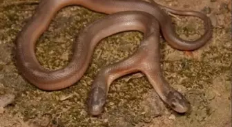 Yılan avcısı, ihbar üzerine gittiği evde çift başlı yılan yakaladı