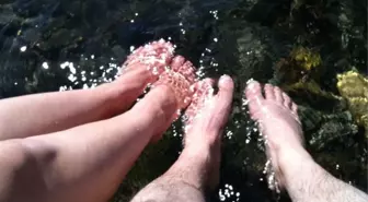 Denize girenin ayağını jilet gibi kestiği düşünülüyordu, profesörden Akdeniz kıyılarındaki balon balığı için ilginç sözler: Onlara şirinler diyoruz