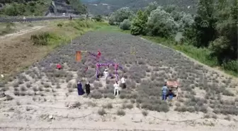 Kadınların kurduğu derneğin lavanta bahçesinde hasat yapıldı