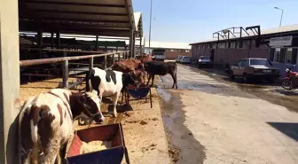 Kurban satış ve kesim alanları belirlendi