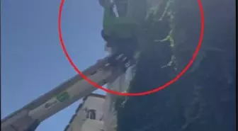 TIRMANDIĞI SARMAŞIKTA MAHSUR KALAN YAVRU KEDİ İÇİN SEFERBERLİK