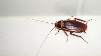 Herkesin mutfağında bu olay yaşanıyor! Hamamböcekleri hakkında hayret ettiren mutasyon tespiti