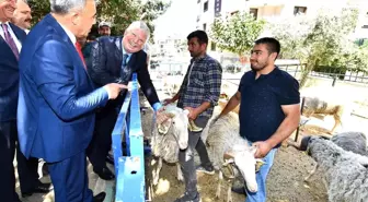 İzmir Büyükşehir Belediyesi'nin Küçükbaş Üreticisine Desteği Sürüyor