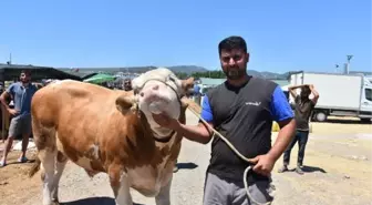 Kurban pazarının en büyüğü 'Toros Kaplanı', 67 bin TL'den satıldı