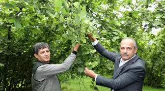 2022 yılı fındık rekolte tahmin çalışması yapıldı