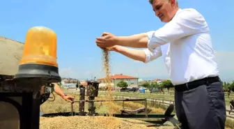 Boş araziden 20 ton buğday hasat edildi