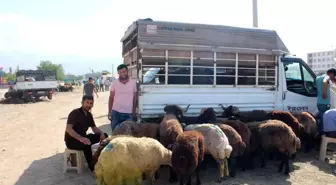 Iğdır'da hayvan pazarında Kurban Bayramı yoğunluğu