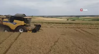 Tekirdağ'da buğday hasadı sürüyor
