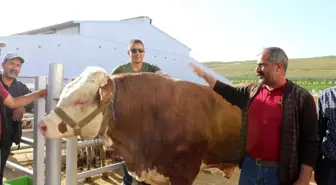 Erzurum Canlı Hayvan Pazarı'nın en ağır kurbanlığı Şahin'in fiyatı tam 65 bin lira