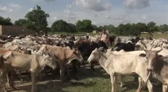 OUAGADOUGOU - Burkina Faso'da 200 bin kişiye kurban eti ulaştırılacak