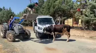 Gaziantep'te 'kurban yakalama timi' kaçan danayı yakaladı