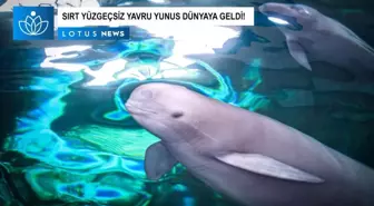 Video: Yangtze Sırt Yüzgeçsiz Yunusu Fujiu 'F9c22' Kod Adı Verilen Bir Yavru Dünyaya Getirdi