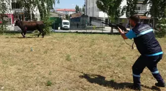 Kesilmekten kaçan boğa ekipleri peşine taktı! 10 km sonra dürbünlü tüfek ile bayıltıldı