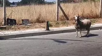 Kurban Bayramı'nda yine hayvanlar kaçtı, vatandaşlar zor anlar yaşadı