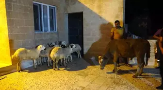 Almanya'da yaşayan Mardinli vatandaş Cumhurbaşkanı Erdoğan için 11 kurban kestirdi