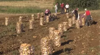 Hasadın sürdüğü patateste 22 bin ton rekolte bekleniyor