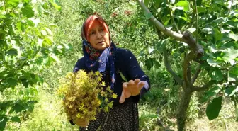 Köylünün 'yarım doktor' dediği 'sarı kantaronda' hasat başladı