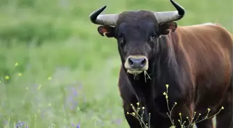 İnsan hareketleriyle yattı, öküz hareketleriyle kalktı! Doktorlar bile bu hastalığa çare bulamıyor