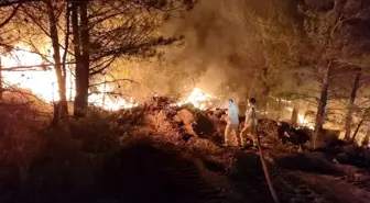 Son dakika: Datça'daki orman yangınında çalışmalar gece de devam ediyor