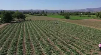 BALIKESİR - Üretim alanı artan 'Sındırgı kornişonu'nda hasat başladı