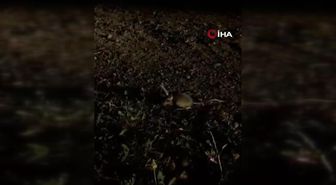 Sivas'ta ayakları kanguru, kulakları tavşan, gövdesi fareye benzeyen Arap tavşanı görüntülendi