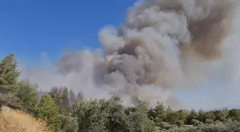 Nazilli'de çıkan orman yangınına müdahale ediliyor (2)