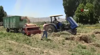 Çiftçilerin Muş Ovası'nda sıcak havada zorlu patos mesaisi