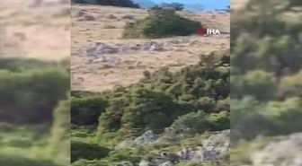 Daha önce fotokapana takılmışlardı, şimdi de vatandaş kamerasıyla böyle görüntülendiler