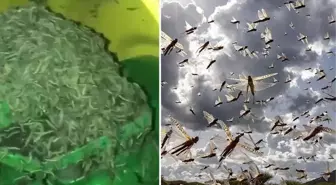 Trakya'dan tarlalara giriş yapıp her yeri istila eden çekirgeler ve tırtıllar, Marmara'ya doğru ilerliyor