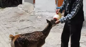 Çobanların bulduğu yaralı geyik yavrusu tedavi edildi