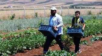 Gaziantep'te dağıtılan sebze fideleri ilk mahsullerini vermeye başladı