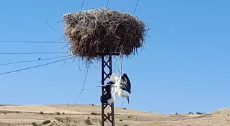 Tunceli'de elektrik direğinde asılı kalan leylek kurtarıldı