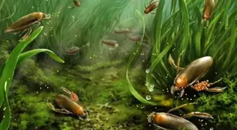 Araştırmacılar Böcek Türleri İçerisinde En Erken Kuluçka Bakımını Keşfetti