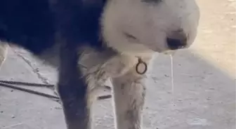 Bahçede bağlı olan kurt anormal değişim yaşayınca sahibi büyük şok yaşadı! Gerçek ise veterinere gidince ortaya çıktı