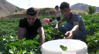 Meşhur Keban biberinde hasat başladı