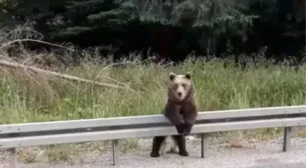 Boz ayı adeta poz verdi