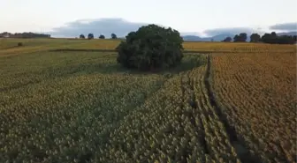 (DRON) Ağustosta hasadı yapılacak ayçiçekleri açtı