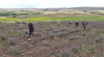 Atıl tarım arazisine dikilen lavantaların hasadı yapıldı