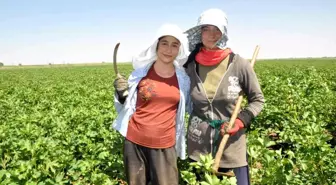 Mardinli kuzenler 45 derece sıcaklıkta eğitim masrafları için çapa salıyor