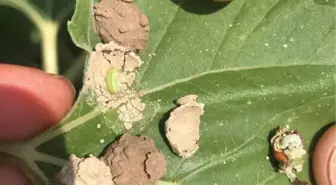 Manyas ilçesinde çayır tırtılı ile mücadele başladı