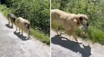 Sivas kangalının bisiklet kamerasına takılan görüntüsü İsviçre'yi karıştırdı