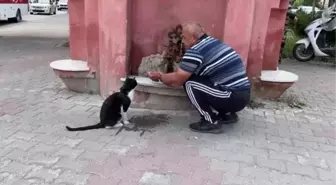 Bolu'da bir vatandaş sıcaktan bunalan kediye elleriyle su içirdi