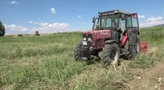 İlk kez ekimini yaptığı sarımsağın hasadını gerçekleştirdi, beklentisi 30 ton ürün elde etmek