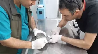 Balıkesir'de otomobilin çarptığı su kaplumbağası tedavi edildi