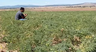 Aslanapa'da aspir ve nohut bitkisinde hastalık zararlı kontrolleri