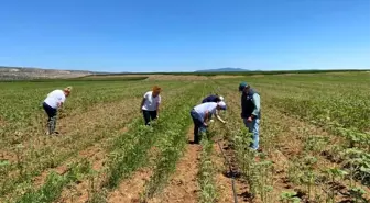 Eskişehir'de çayır tırtılı istilası