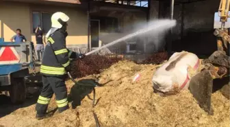 Alaşehir'deki ahır yangınında 1 inek ve 10 koyun öldü