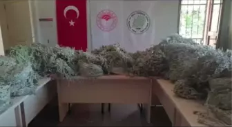 Kazdağları'nda endemik bitkileri koparan kişilere 650 bin lira para cezası kesildi